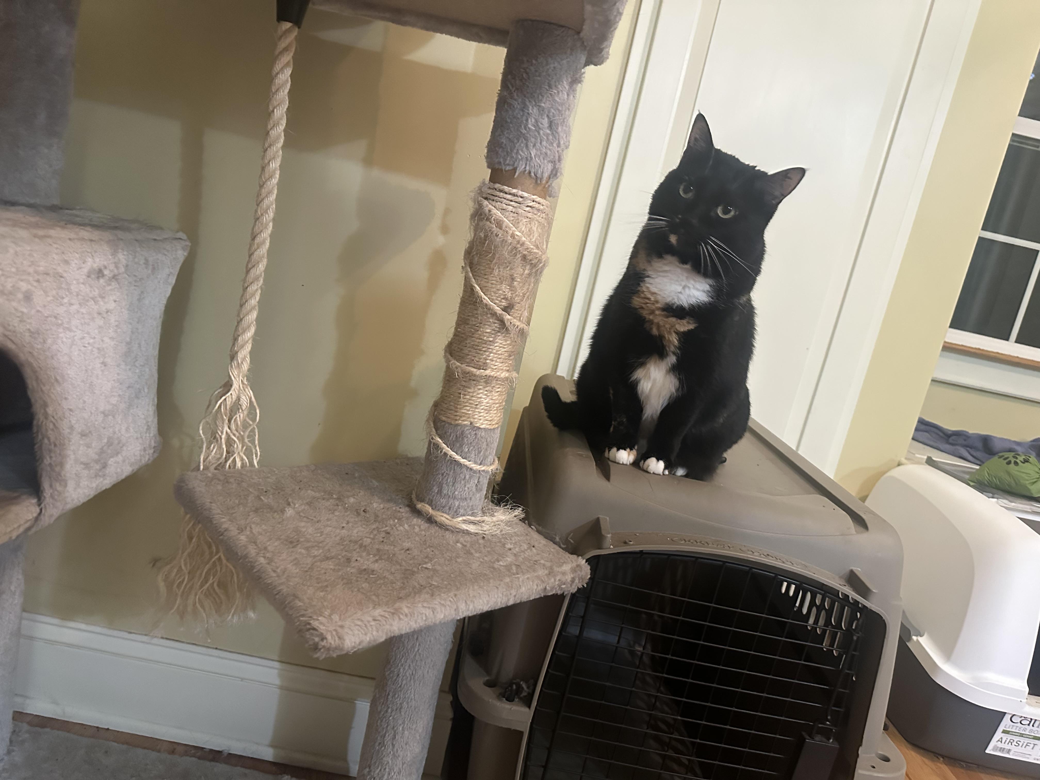 Ciren (bonded with Peep) 3