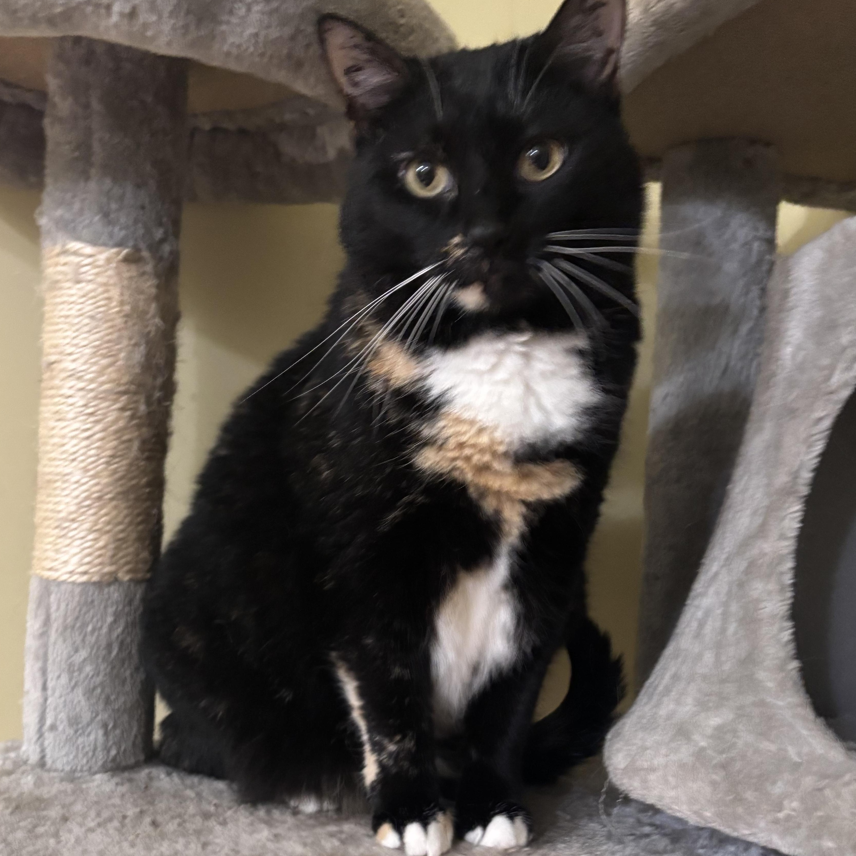 Ciren (bonded with Peep), a Adoptable Domestic Short Hair in Crossville, TN image 4/5