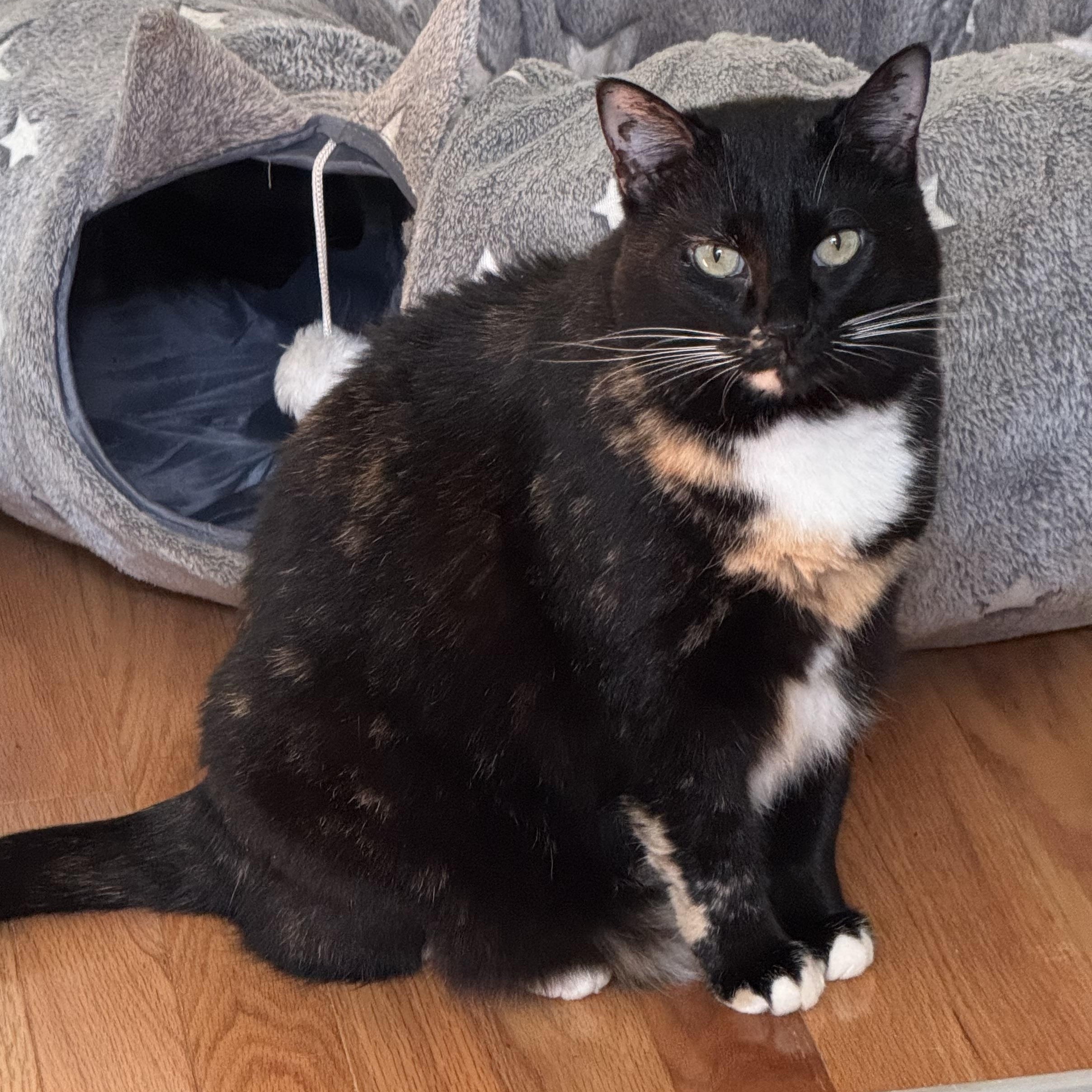 Ciren (bonded with Peep), a Adoptable Domestic Short Hair in Crossville, TN image 1/5