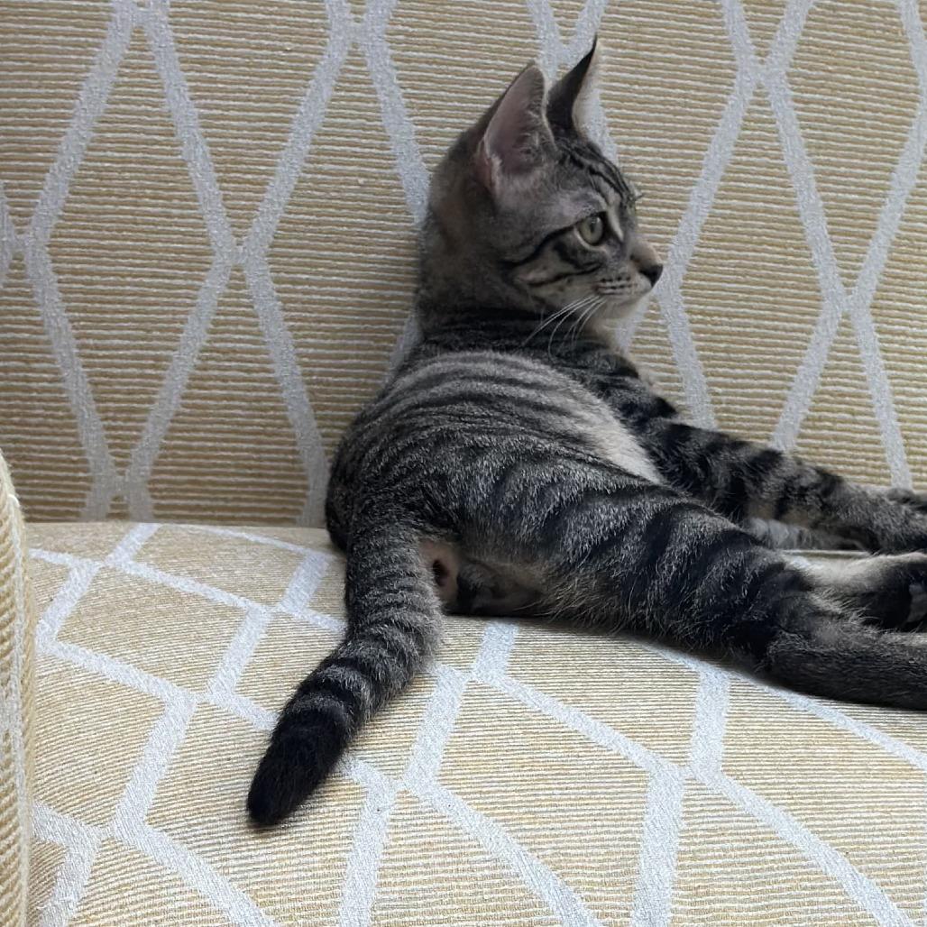 Enlarge Theo, a Adoptable Domestic Short Hair in Pleasanton, CA image 1/6