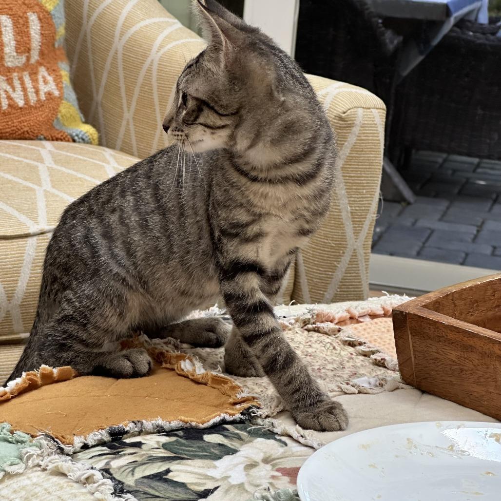 Enlarge Theo, a Adoptable Domestic Short Hair in Pleasanton, CA image 2/6