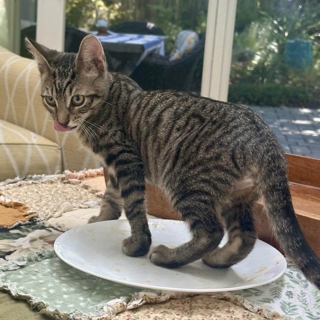 Enlarge Theo, a Adoptable Domestic Short Hair in Pleasanton, CA image 3/6