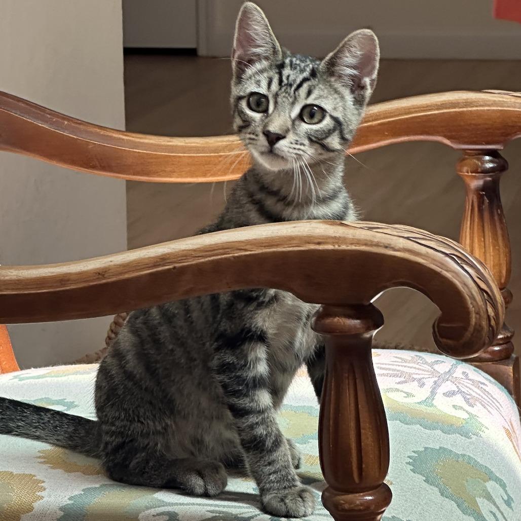 Enlarge Theo, a Adoptable Domestic Short Hair in Pleasanton, CA image 6/6