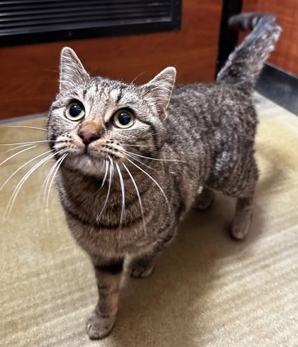 Munchkin, Adoptable, Young Female Domestic Short Hair & Domestic Short Hair.
