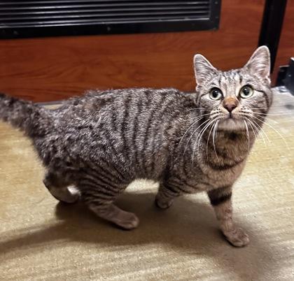 Enlarge Munchkin, a Adoptable mixed breed in Wilkesboro, NC image 2/3