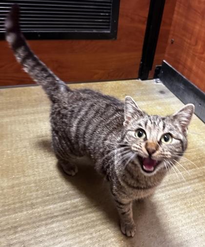 Enlarge Munchkin, a Adoptable mixed breed in Wilkesboro, NC image 3/3