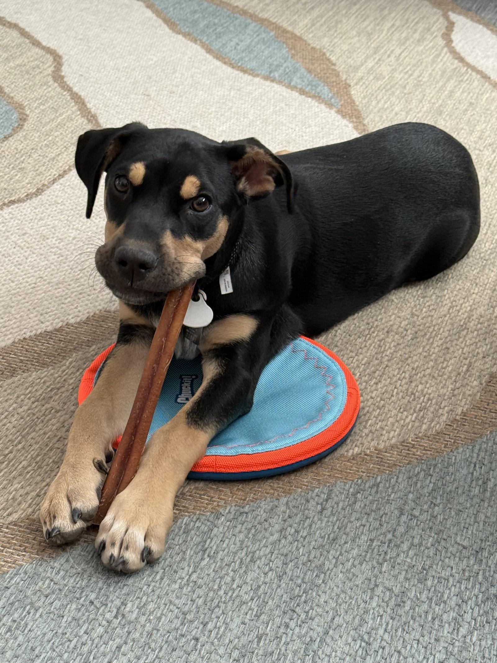 Willow, a Adopted Labrador Retriever in Evergreen, CO image 3/3