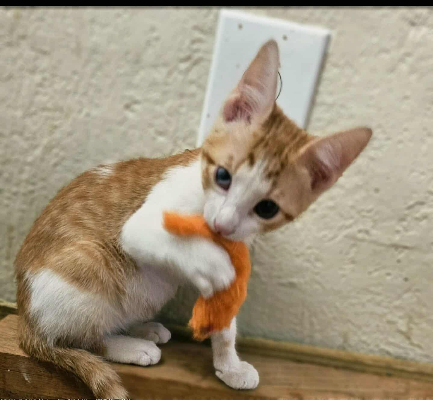Buddy, a Adoptable Domestic Short Hair in Arlington Heights, IL image 4/6