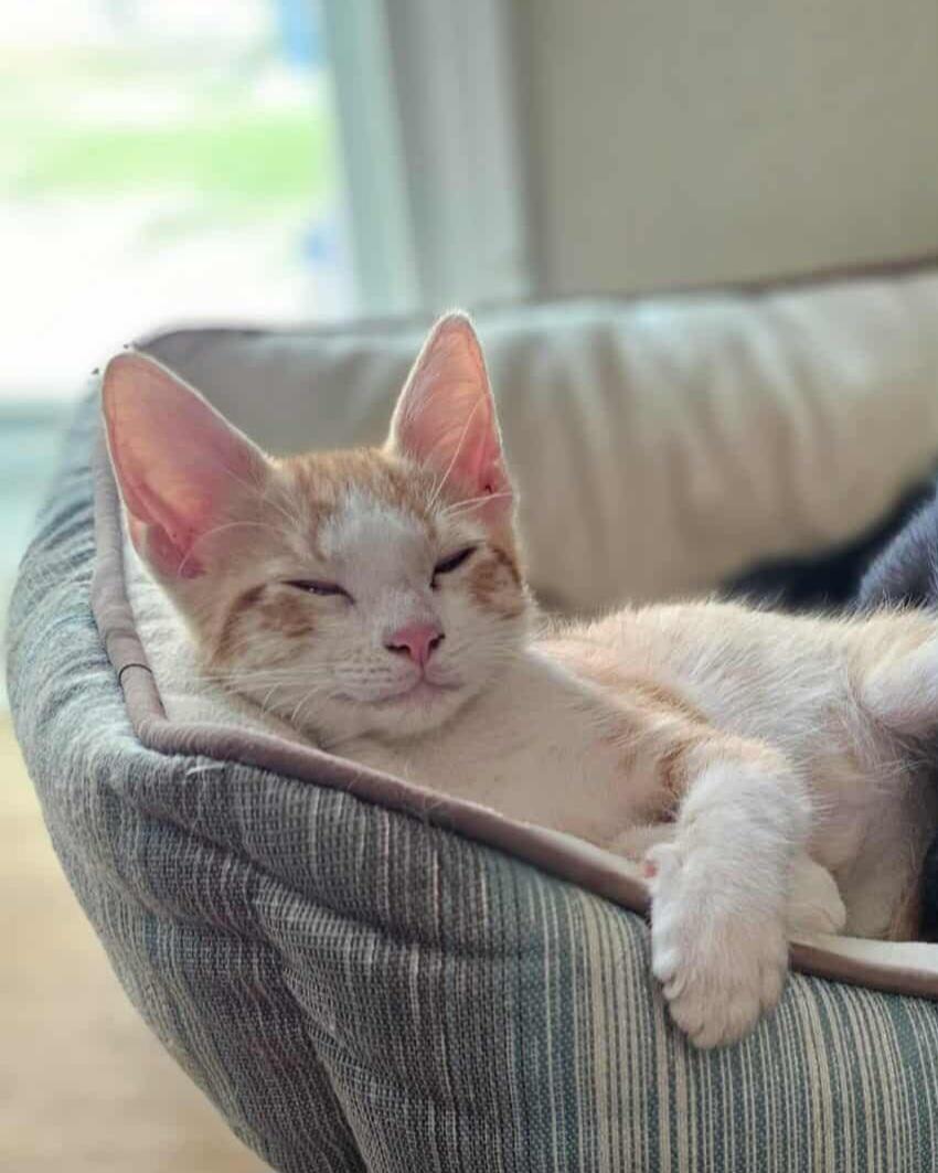 Buddy, a Adoptable Domestic Short Hair in Arlington Heights, IL image 3/6