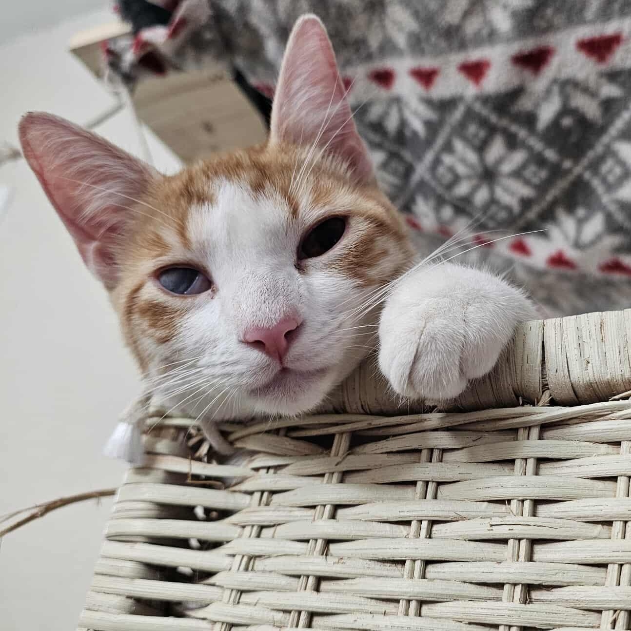 Buddy, Adoptable, Kitten Male Domestic Short Hair.