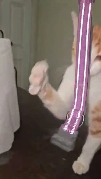 Enlarge Buddy, a Adoptable Domestic Short Hair in Arlington Heights, IL video 6/6