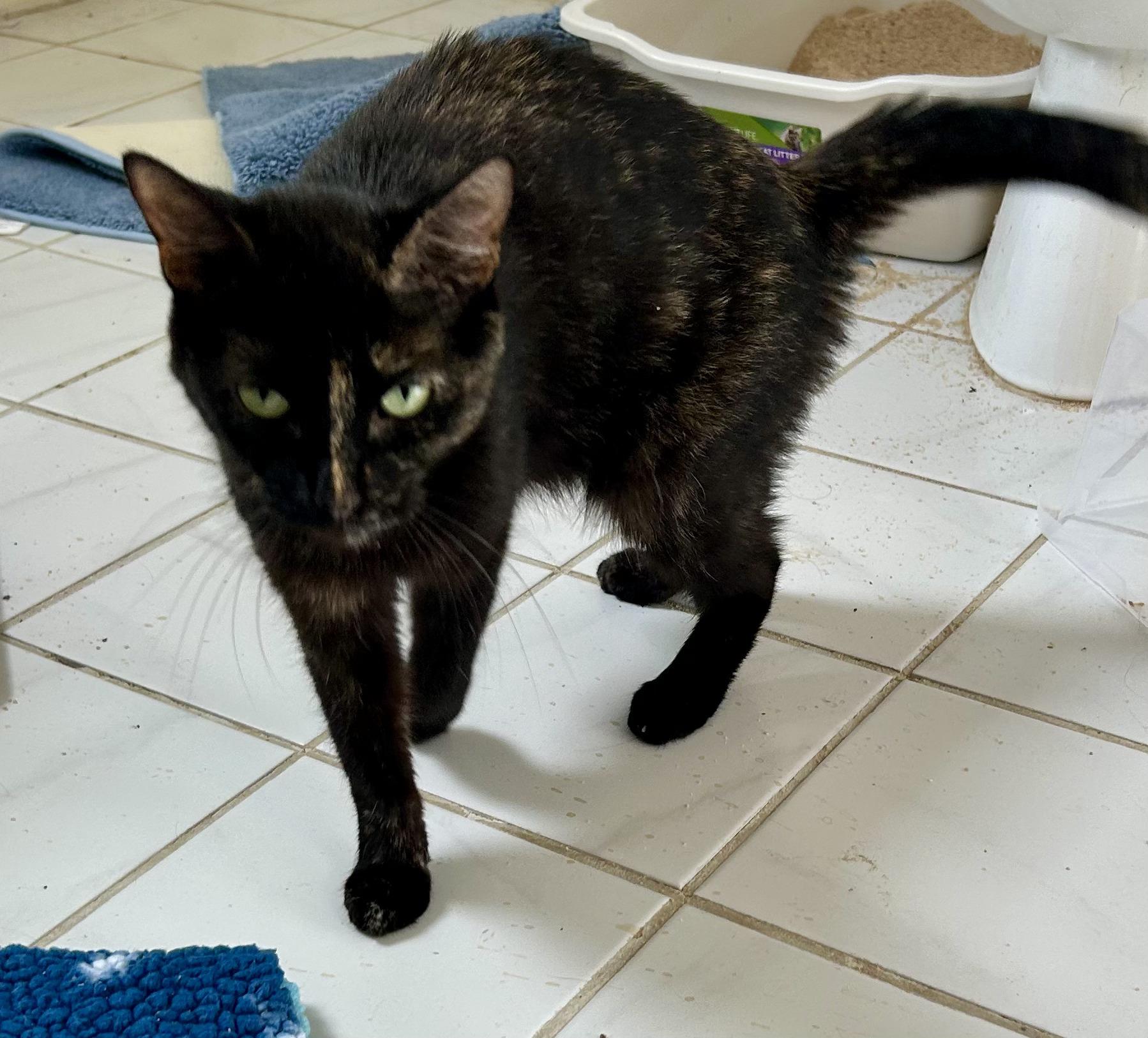 Enlarge Misty, a Adoptable Tortoiseshell in Aurora, IL image 1/5