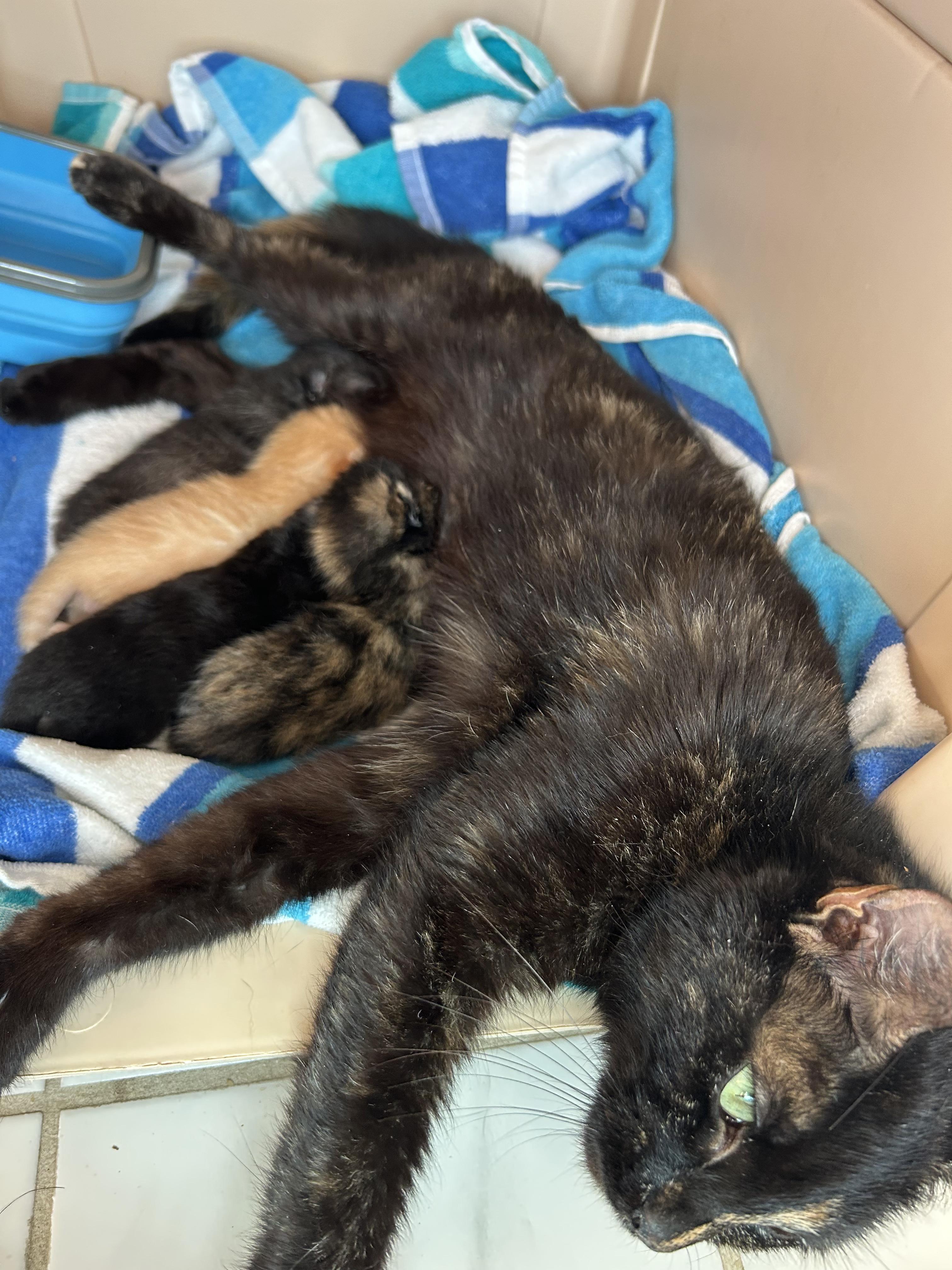 Misty, Adoptable, Adult Female Tortoiseshell.