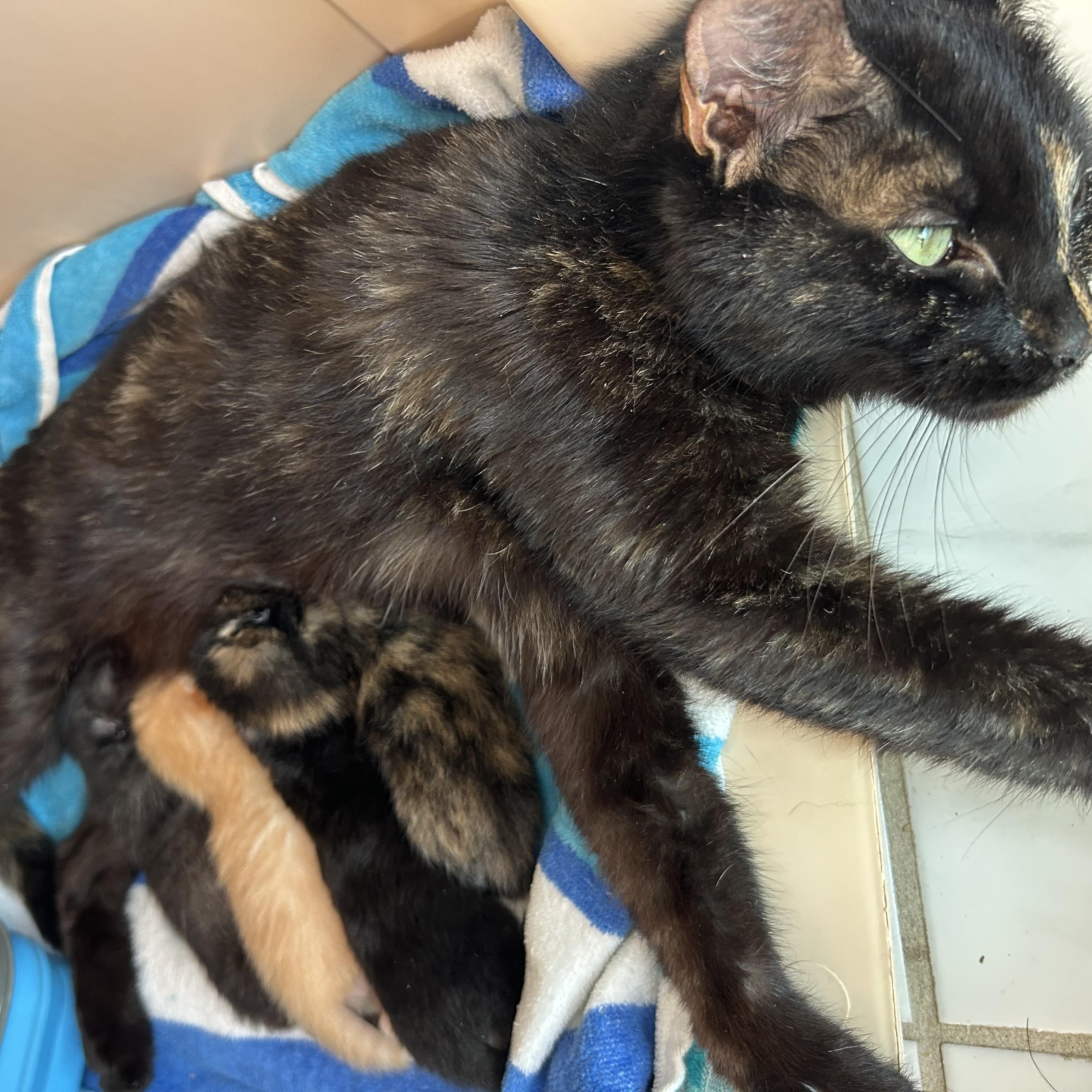 Enlarge Misty, a Adoptable Tortoiseshell in Aurora, IL image 3/5