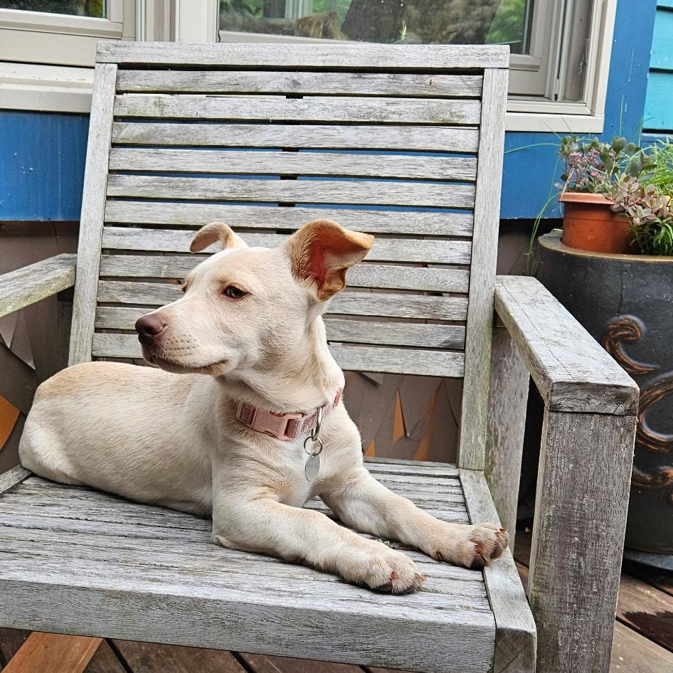 Enlarge Landslide, a Adopted Mixed Breed in Burlington, VT image 5/6