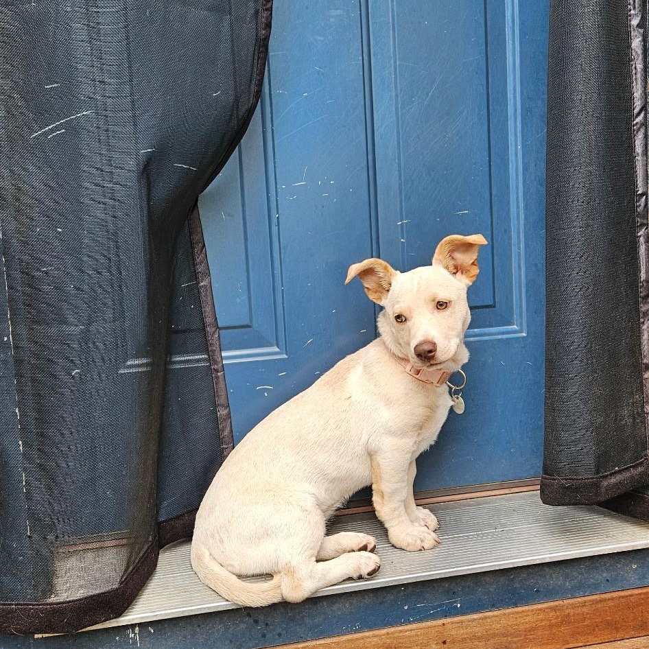 Enlarge Landslide, a Adopted Mixed Breed in Burlington, VT image 3/6