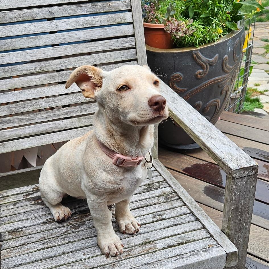 Landslide, Adopted, Puppy Female Mixed Breed.
