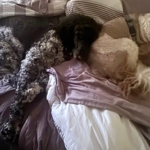 Stark, Adoptable, Adult Male Standard Poodle & Standard Poodle.