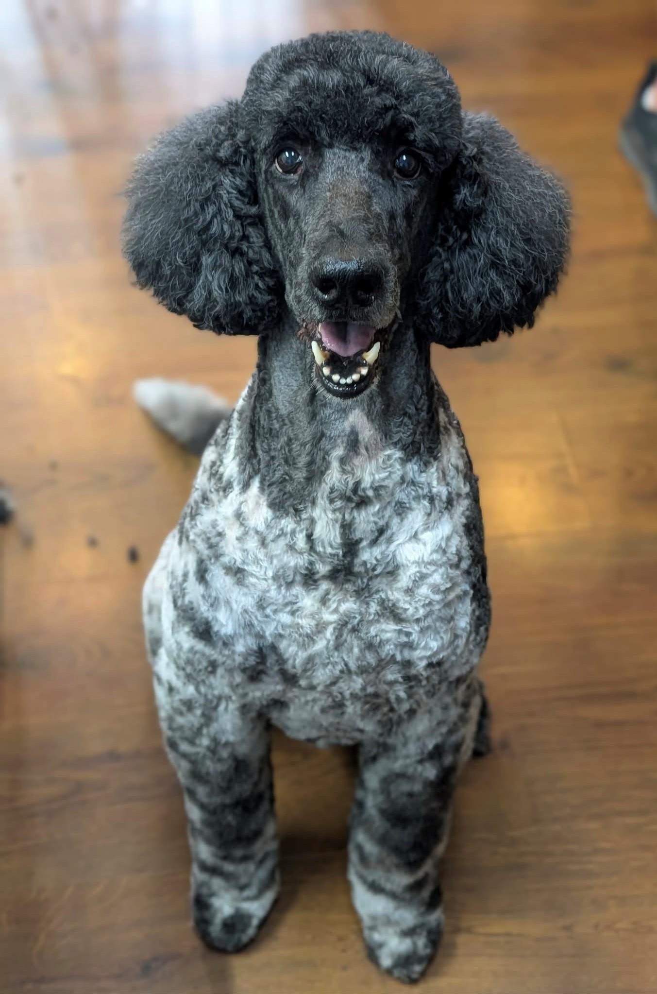 Enlarge Stark, a Adoptable mixed breed in Courtice, ON image 2/5