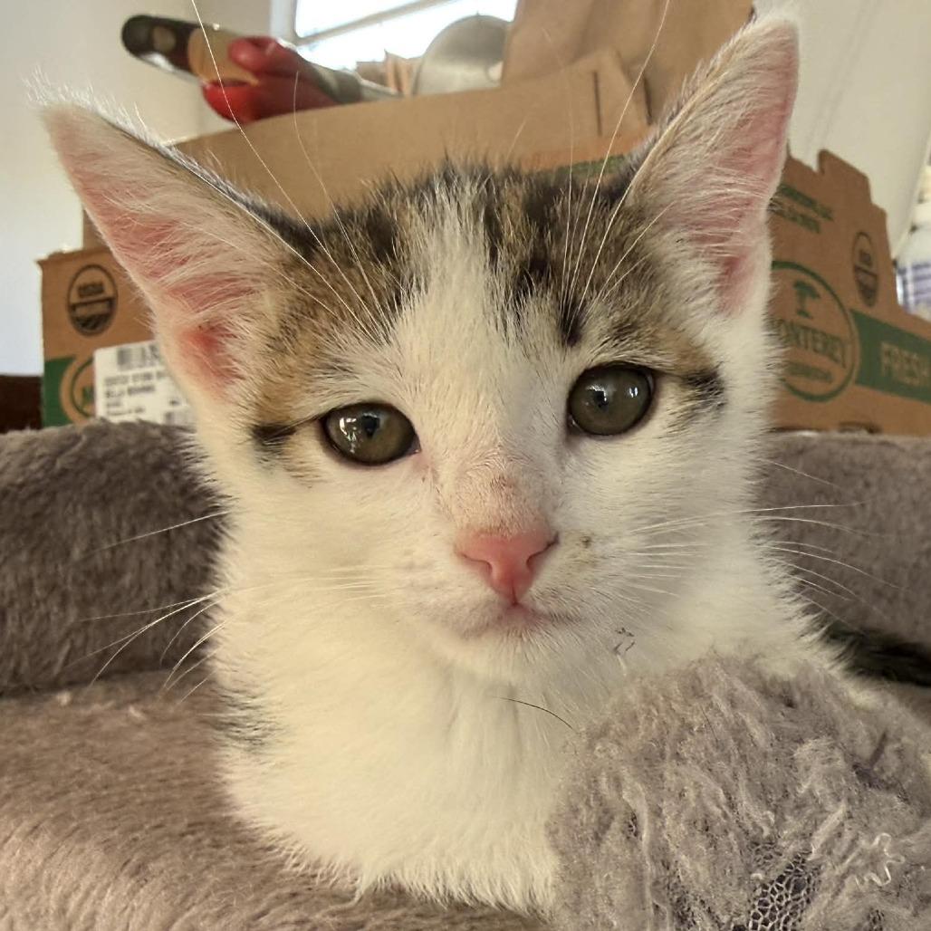 Bobsleigh, Adoptable, Kitten Male Domestic Short Hair.