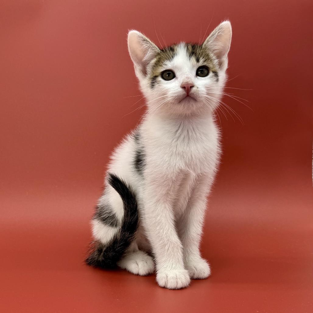 Enlarge Bobsleigh, a Adoptable Domestic Short Hair in Escondido, CA image 2/6
