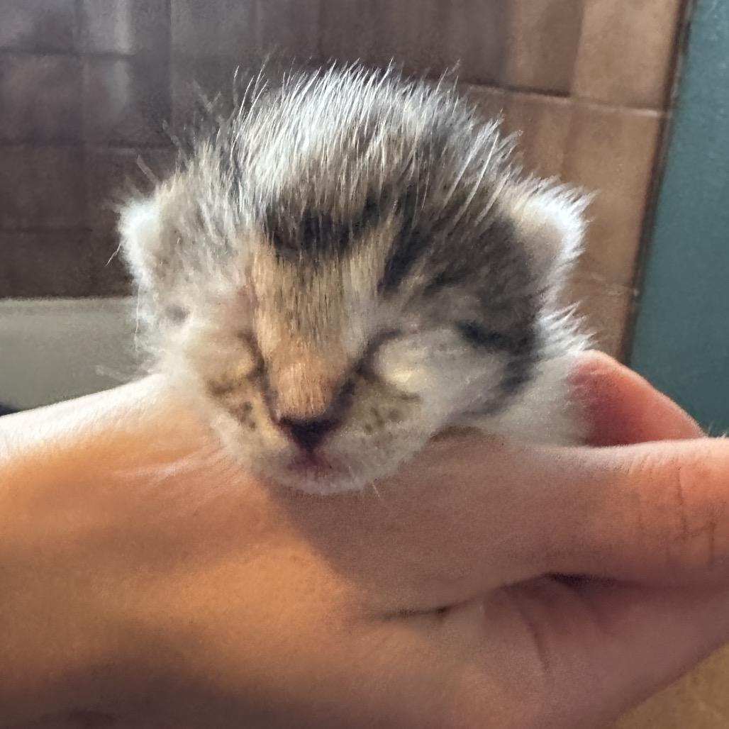 Enlarge Bobsleigh, a Adoptable Domestic Short Hair in Escondido, CA image 3/6