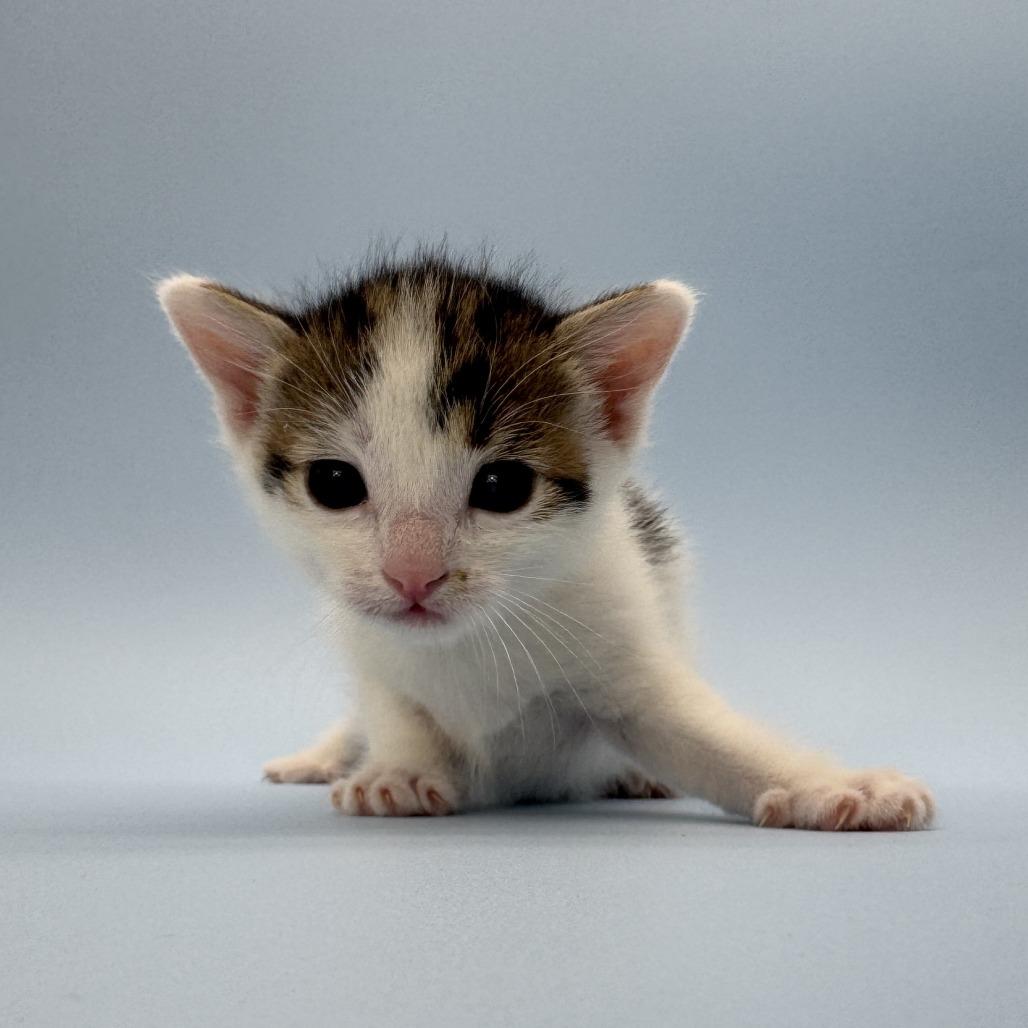Enlarge Bobsleigh, a Adoptable Domestic Short Hair in Escondido, CA image 5/6