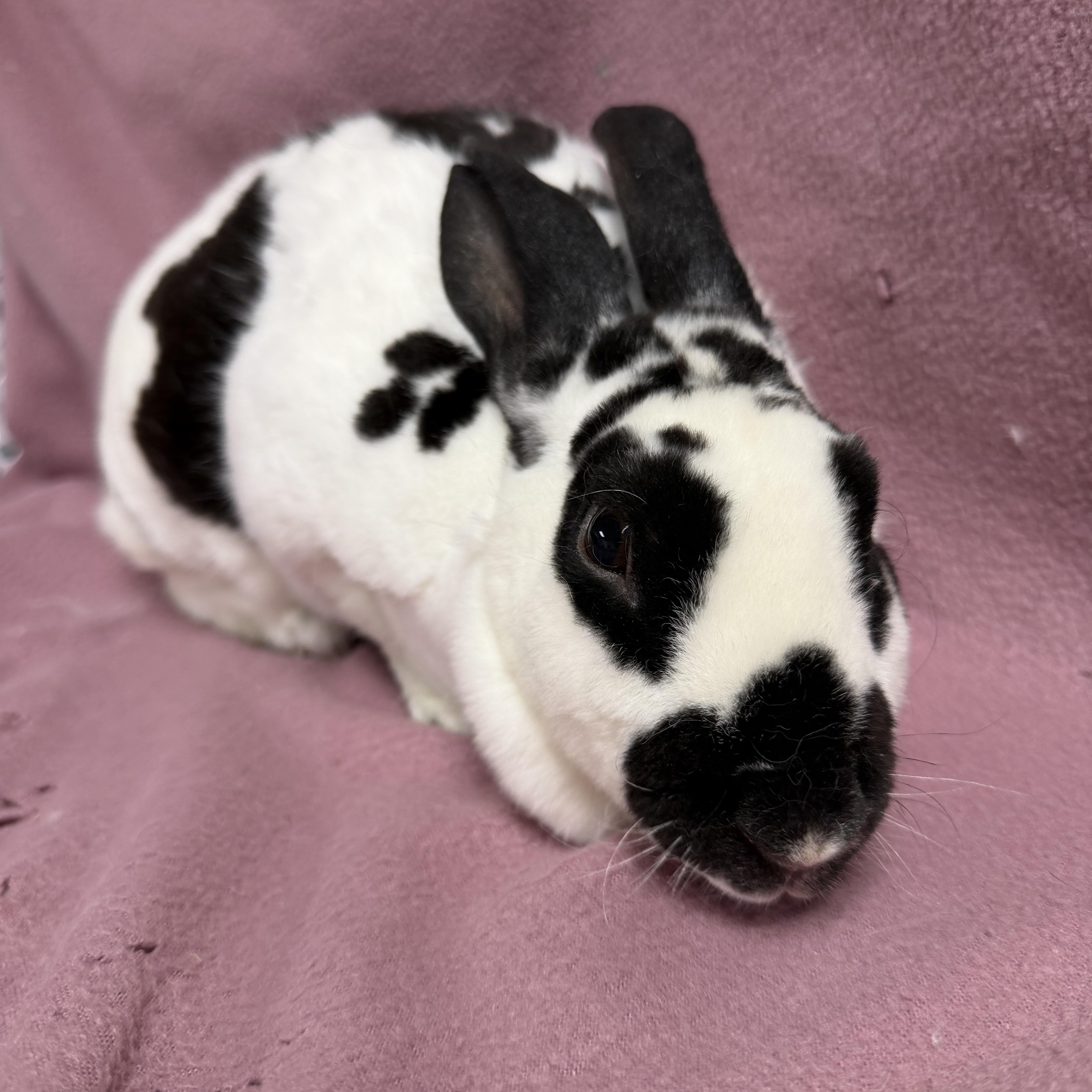 Ariel, a ADOPTABLE Rex in Edinburg, PA image 6/6