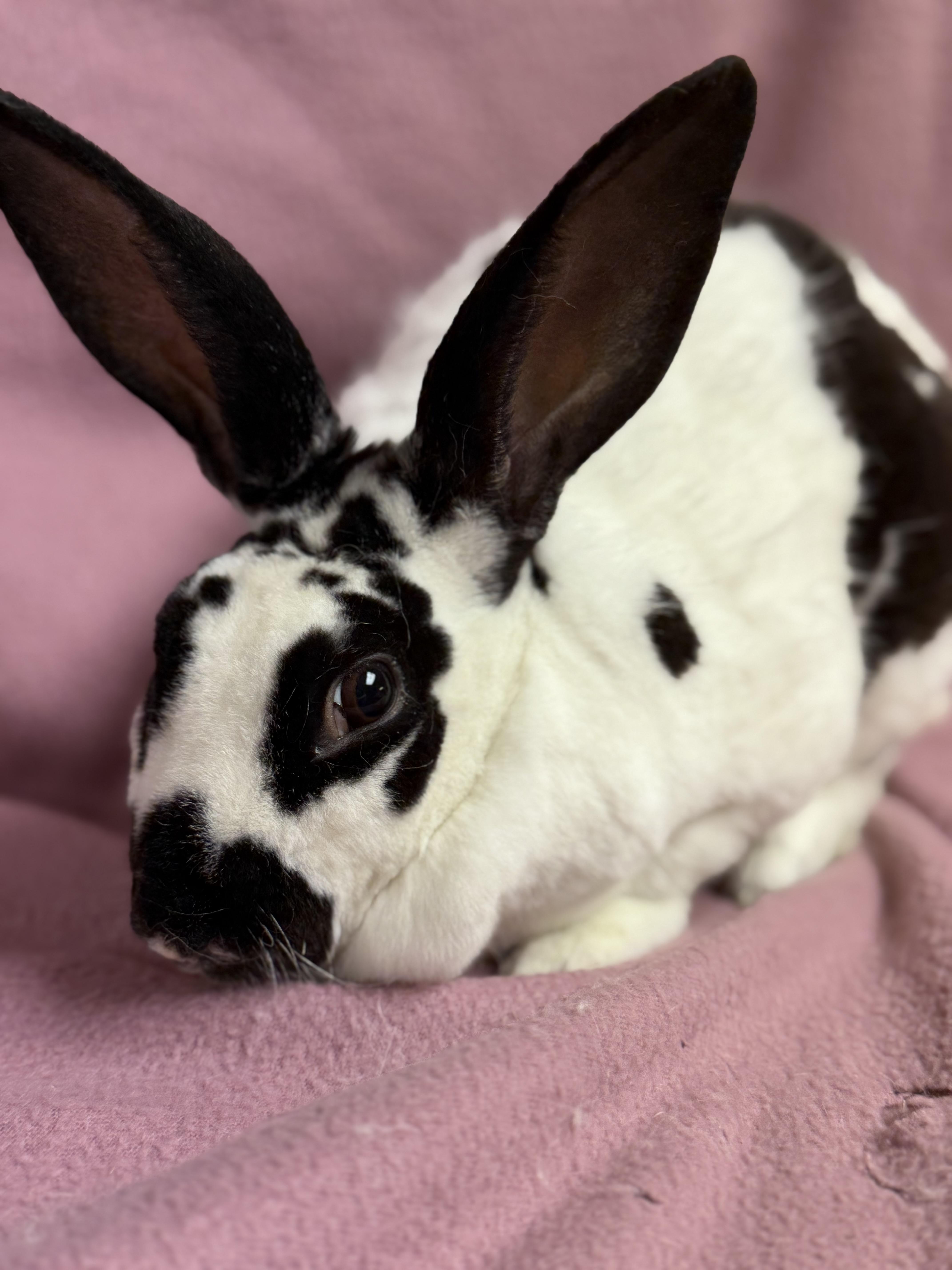 Ariel, a ADOPTABLE Rex in Edinburg, PA image 3/6
