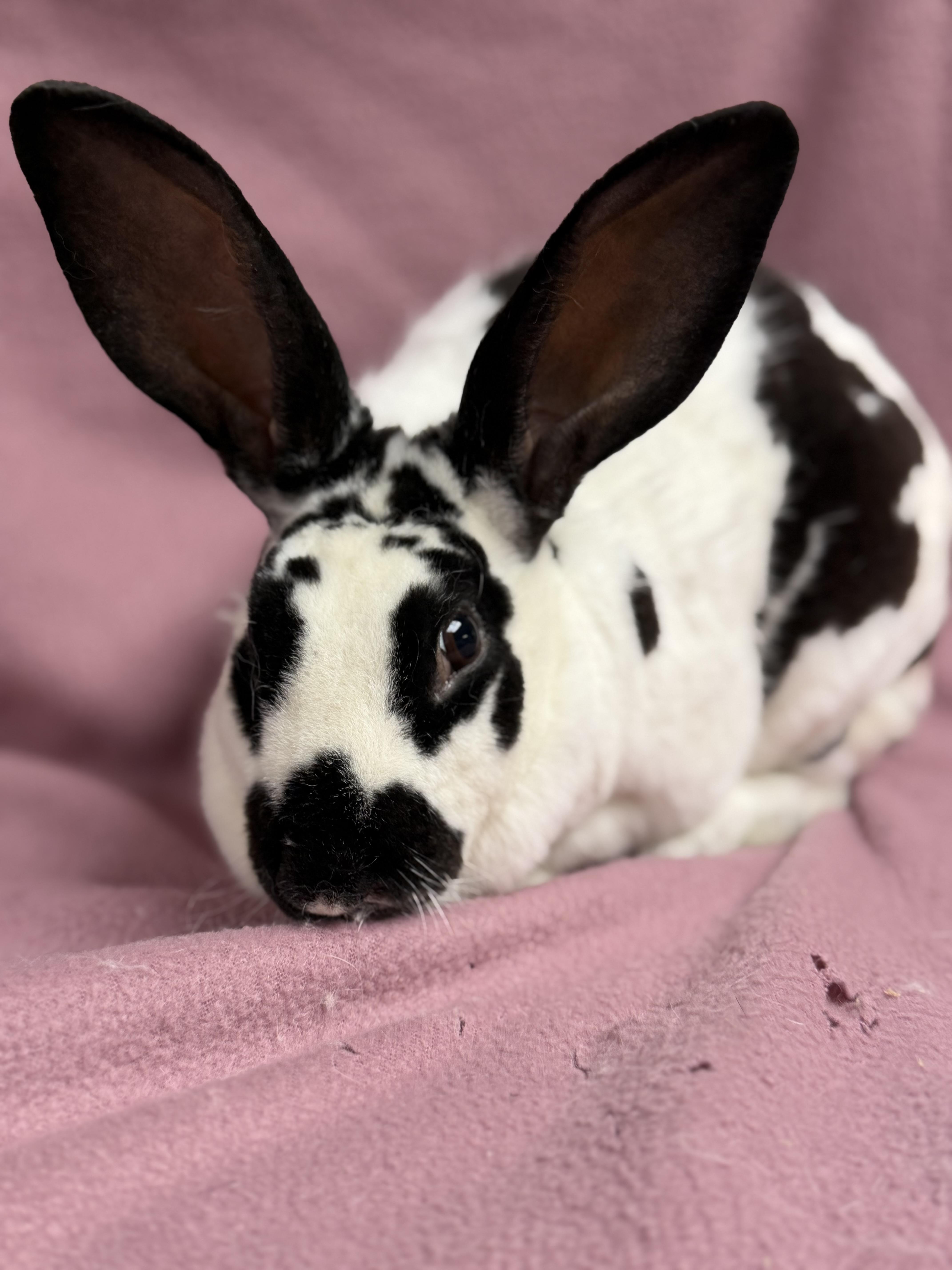 Ariel, a ADOPTABLE Rex in Edinburg, PA image 4/6