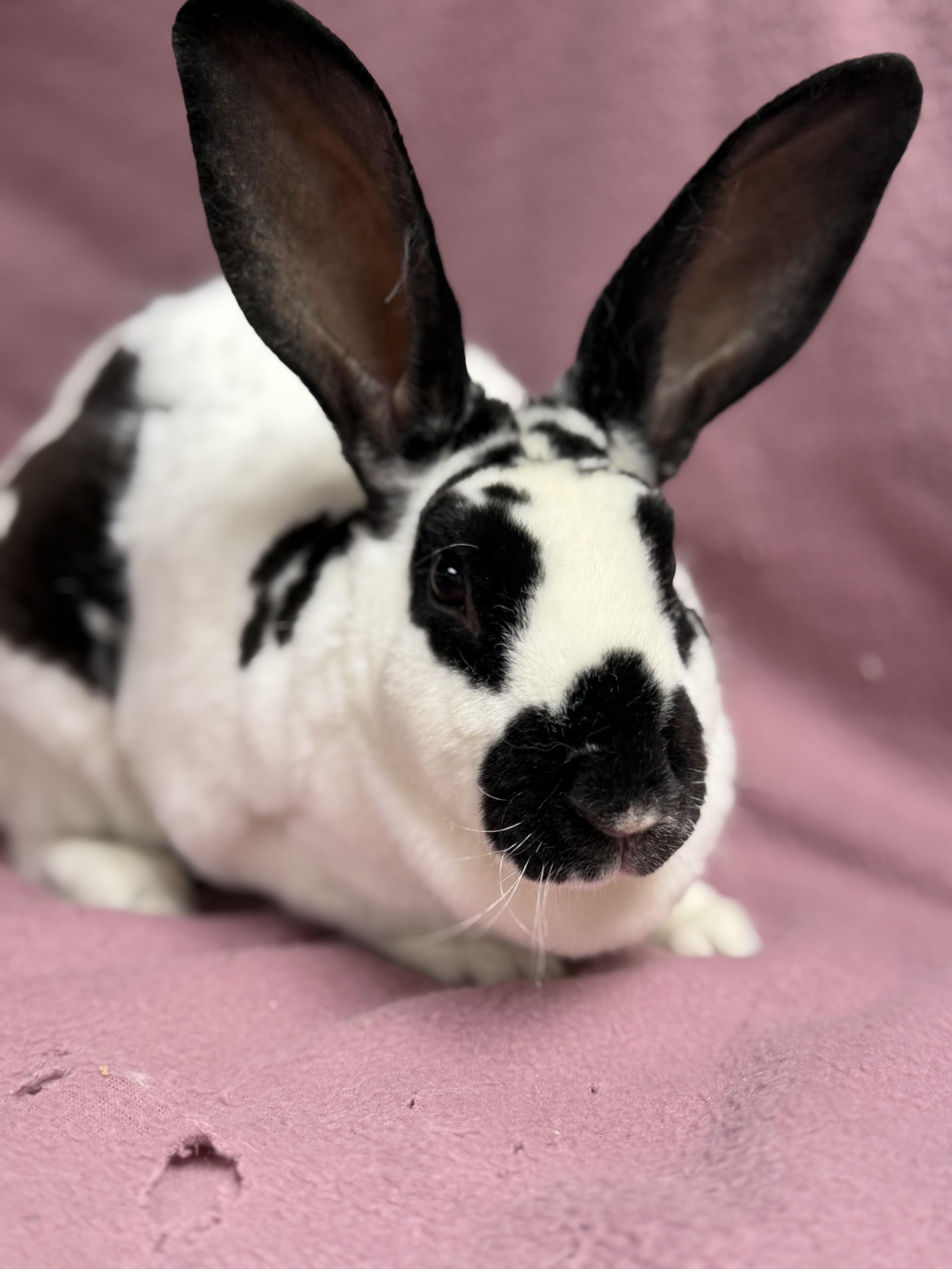 Ariel, ADOPTABLE, Young Female Rex.