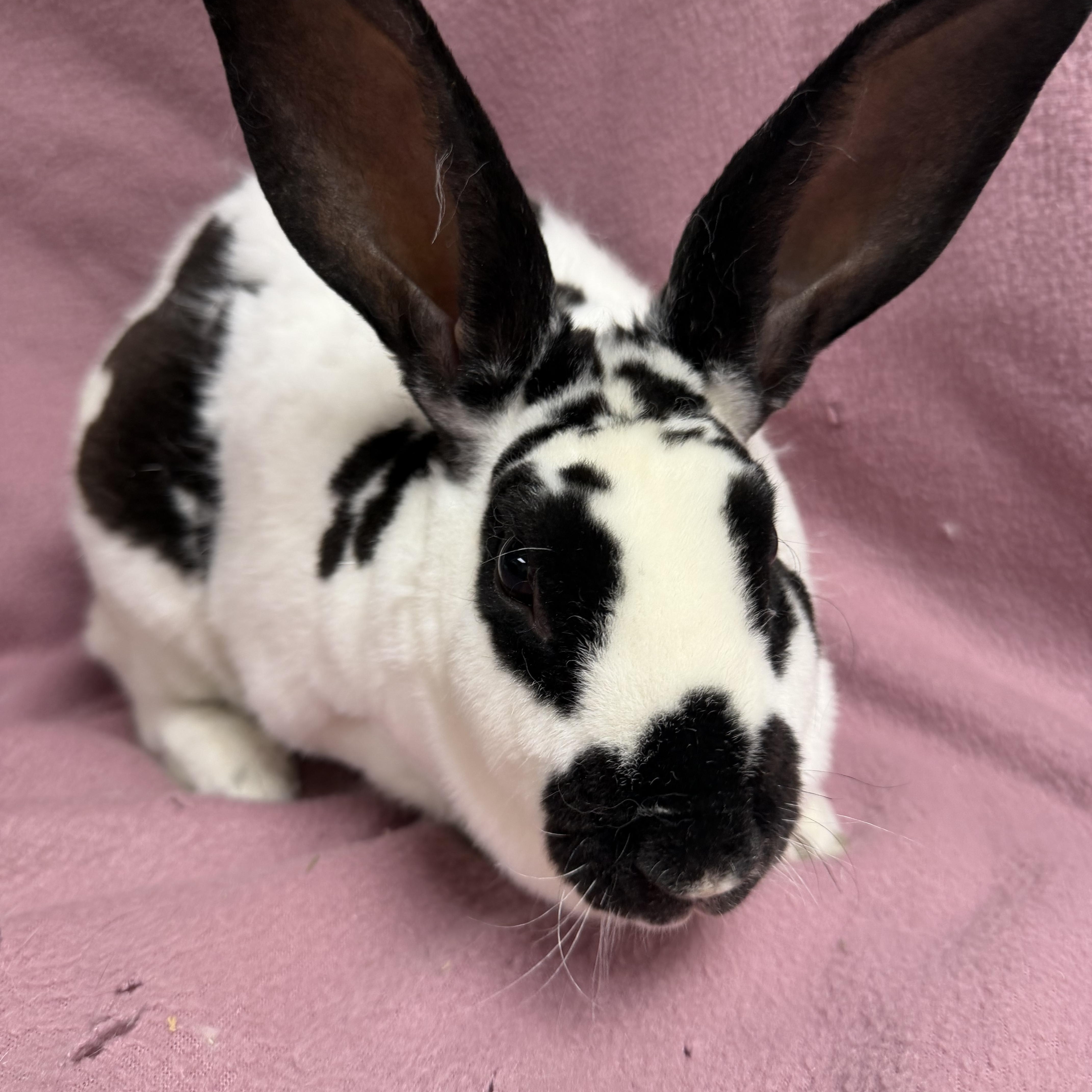 Ariel, a ADOPTABLE Rex in Edinburg, PA image 5/6