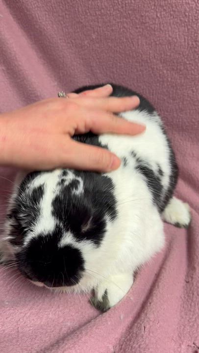 Enlarge Ariel, a ADOPTABLE Rex in Edinburg, PA video 2/6