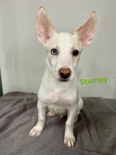 Stumpy, Adoptable, Puppy Male Siberian Husky & Corgi.