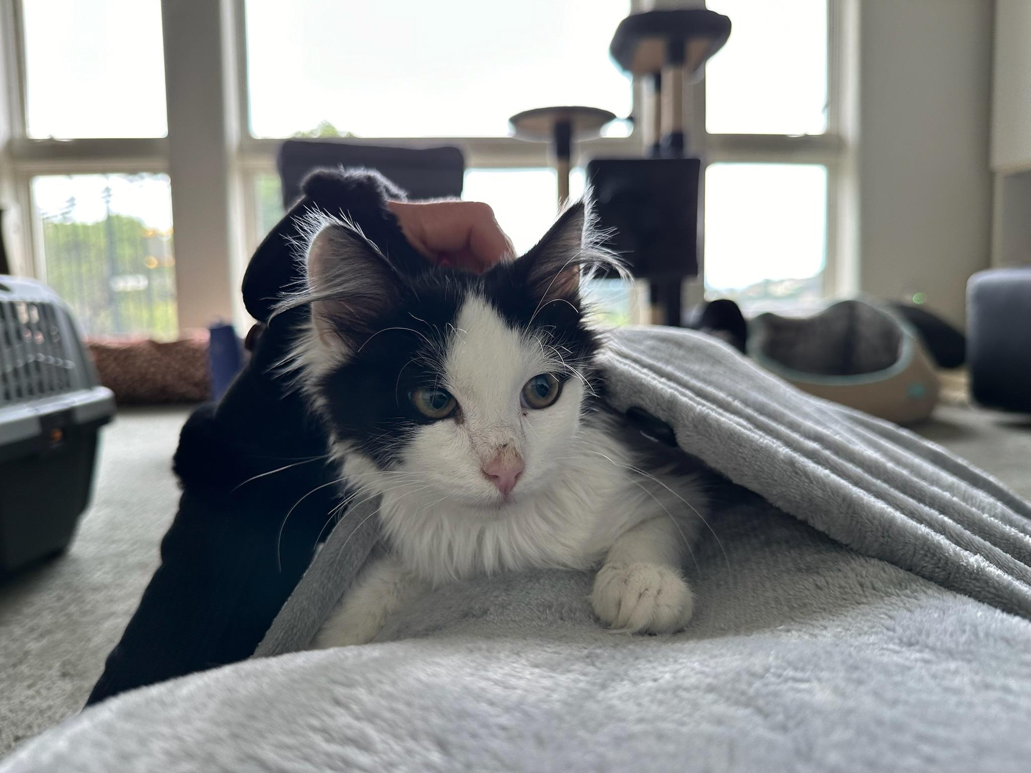 Tommy & Oliver - Bonded Male Teenagers, a Adoptable mixed breed in Menlo Park, CA image 1/6