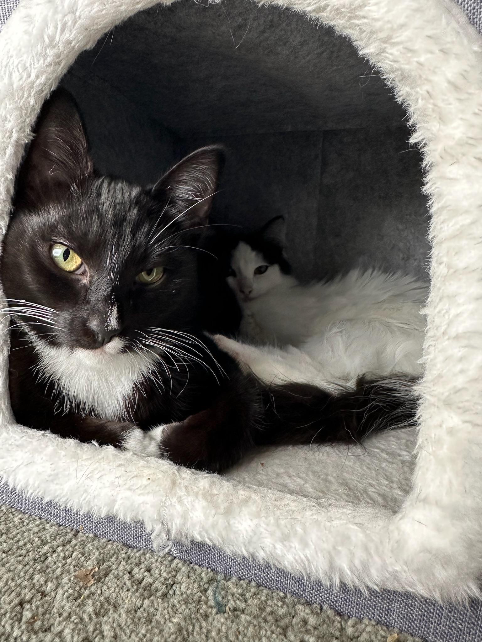 Tommy & Oliver - Bonded Male Teenagers, a Adoptable mixed breed in Menlo Park, CA image 2/6