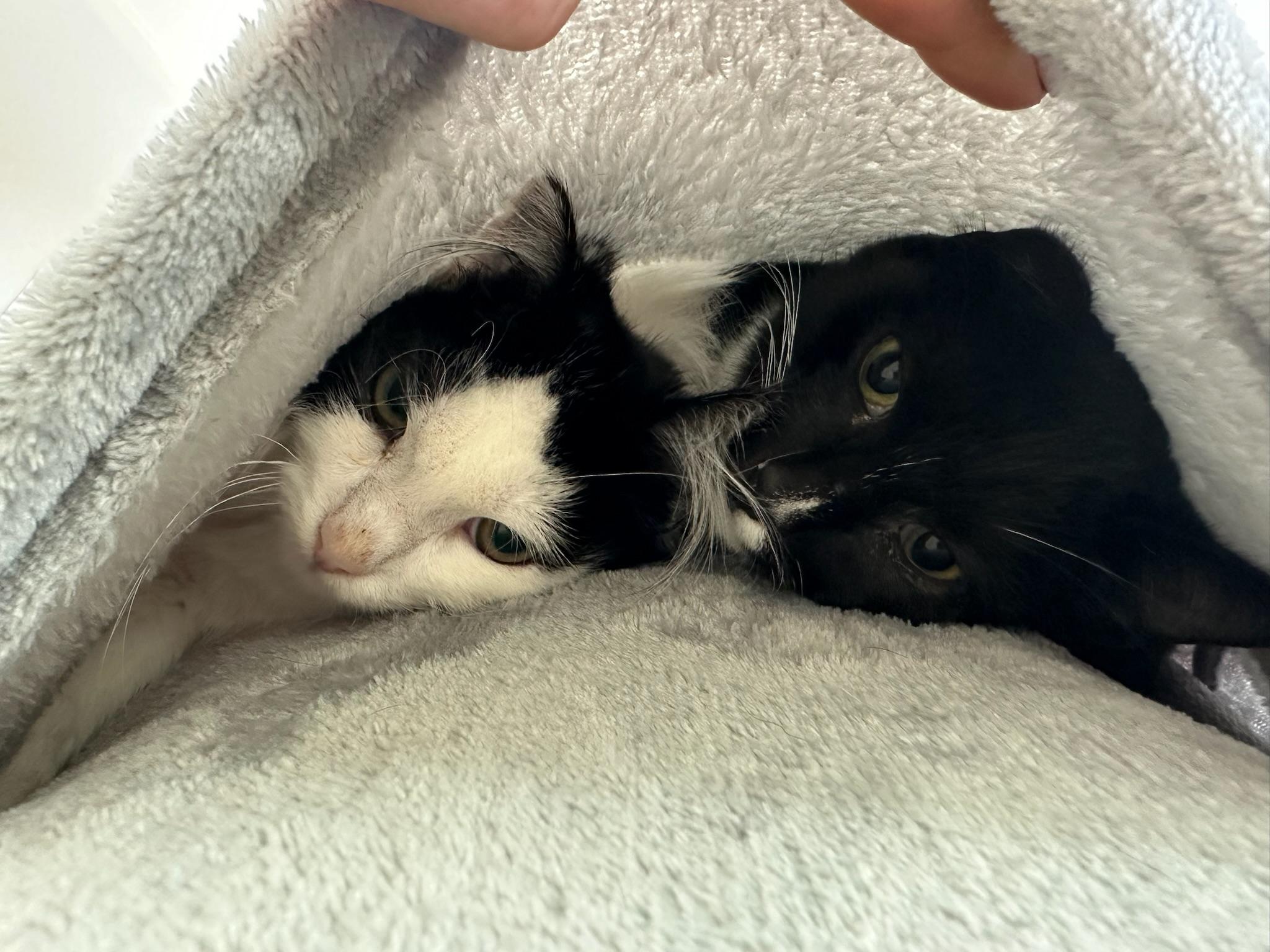 Tommy & Oliver - Bonded Male Teenagers, a Adoptable mixed breed in Menlo Park, CA image 3/6