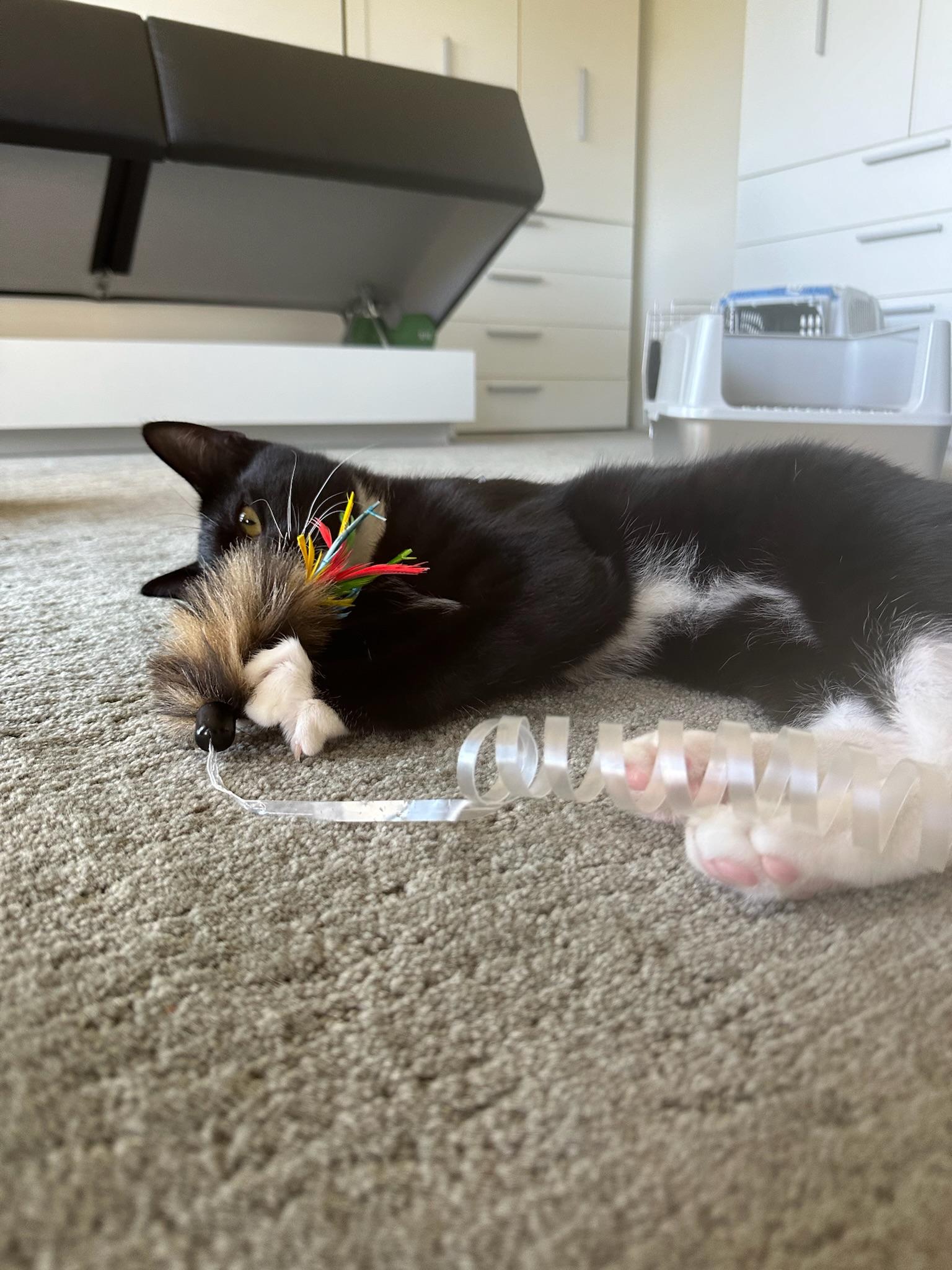 Tommy & Oliver - Bonded Male Teenagers, a Adoptable mixed breed in Menlo Park, CA image 4/6