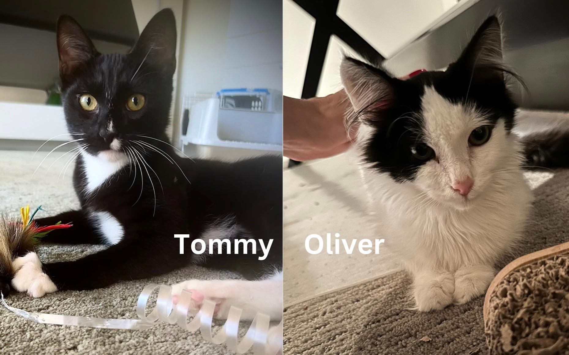 Tommy & Oliver - Bonded Male Teenagers, Adoptable, Young Male Domestic Long Hair & Tuxedo.