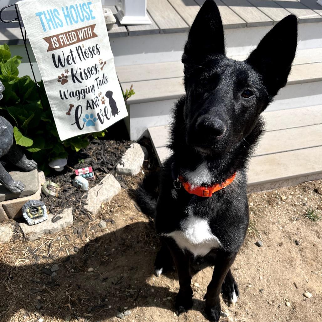 Cash, Adoptable, Adult Male German Shepherd Dog & Mixed Breed.