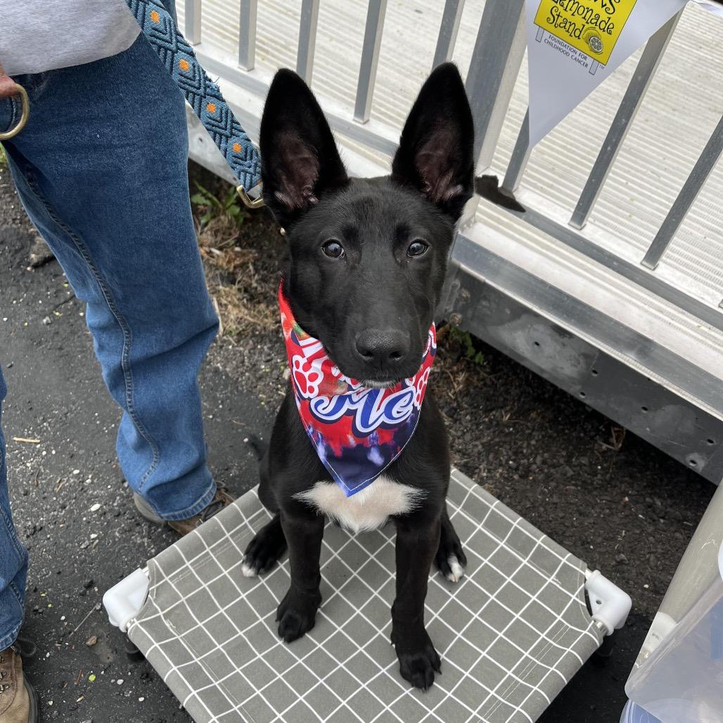 Cash, a Adoptable mixed breed in Medford, NJ image 5/6