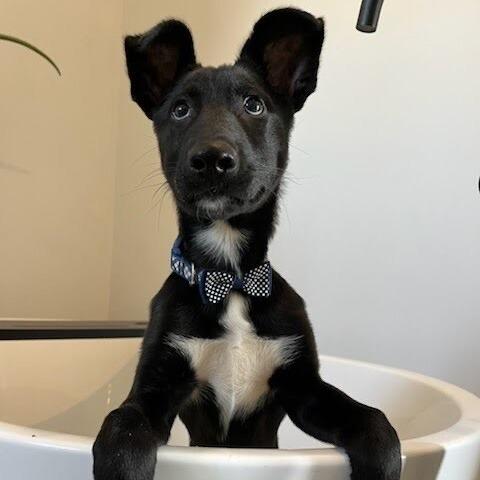 Cash, a Adoptable mixed breed in Medford, NJ image 6/6