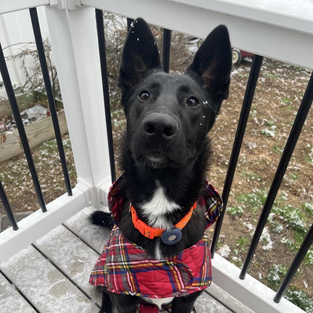Cash, a Adoptable mixed breed in Medford, NJ image 2/6