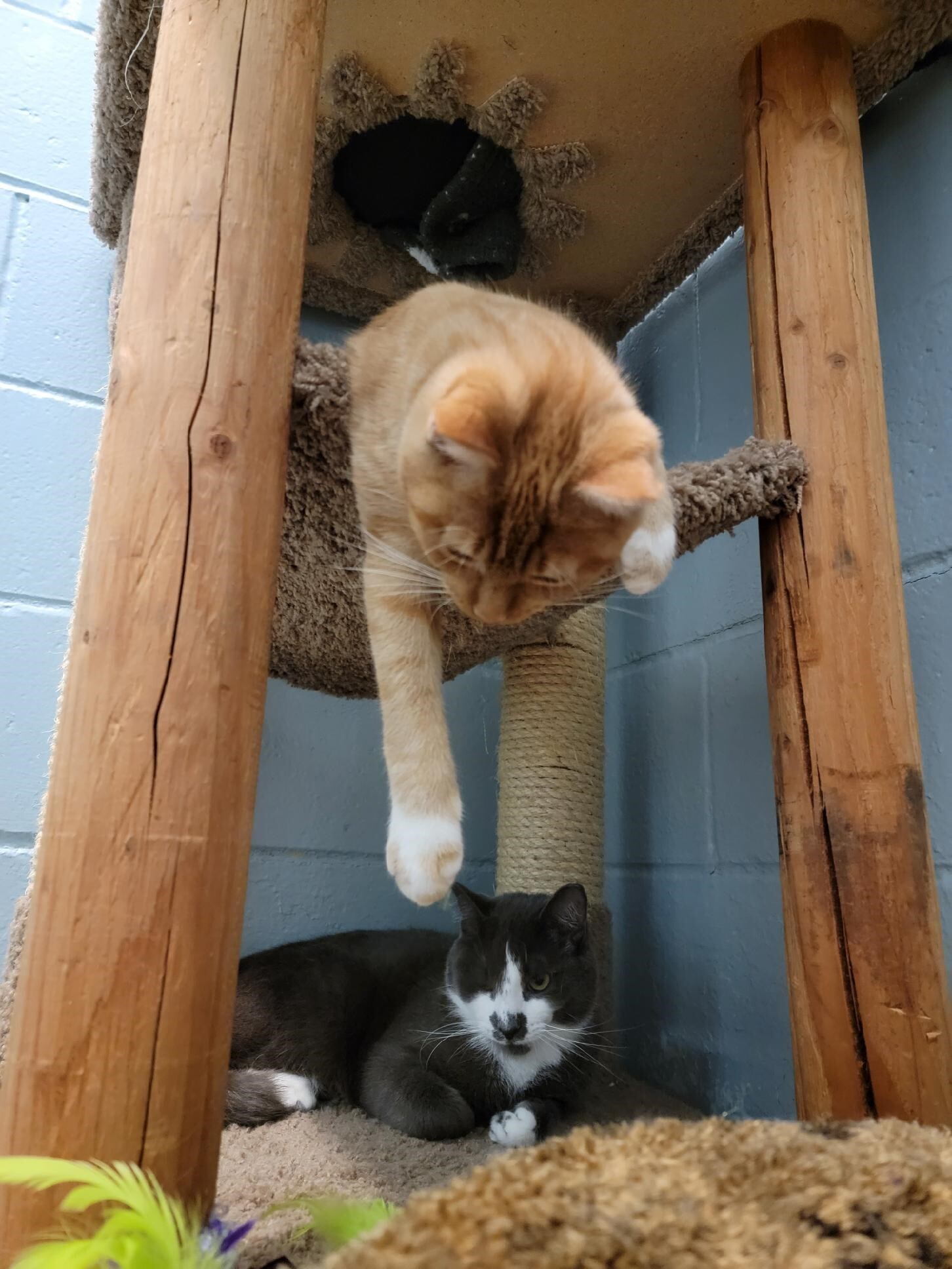 Pretzel, Adoptable, Young Male Domestic Short Hair.