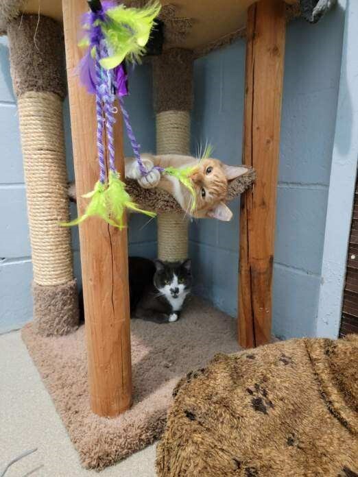 Pretzel, a Adoptable mixed breed in Smithtown, NY image 2/6