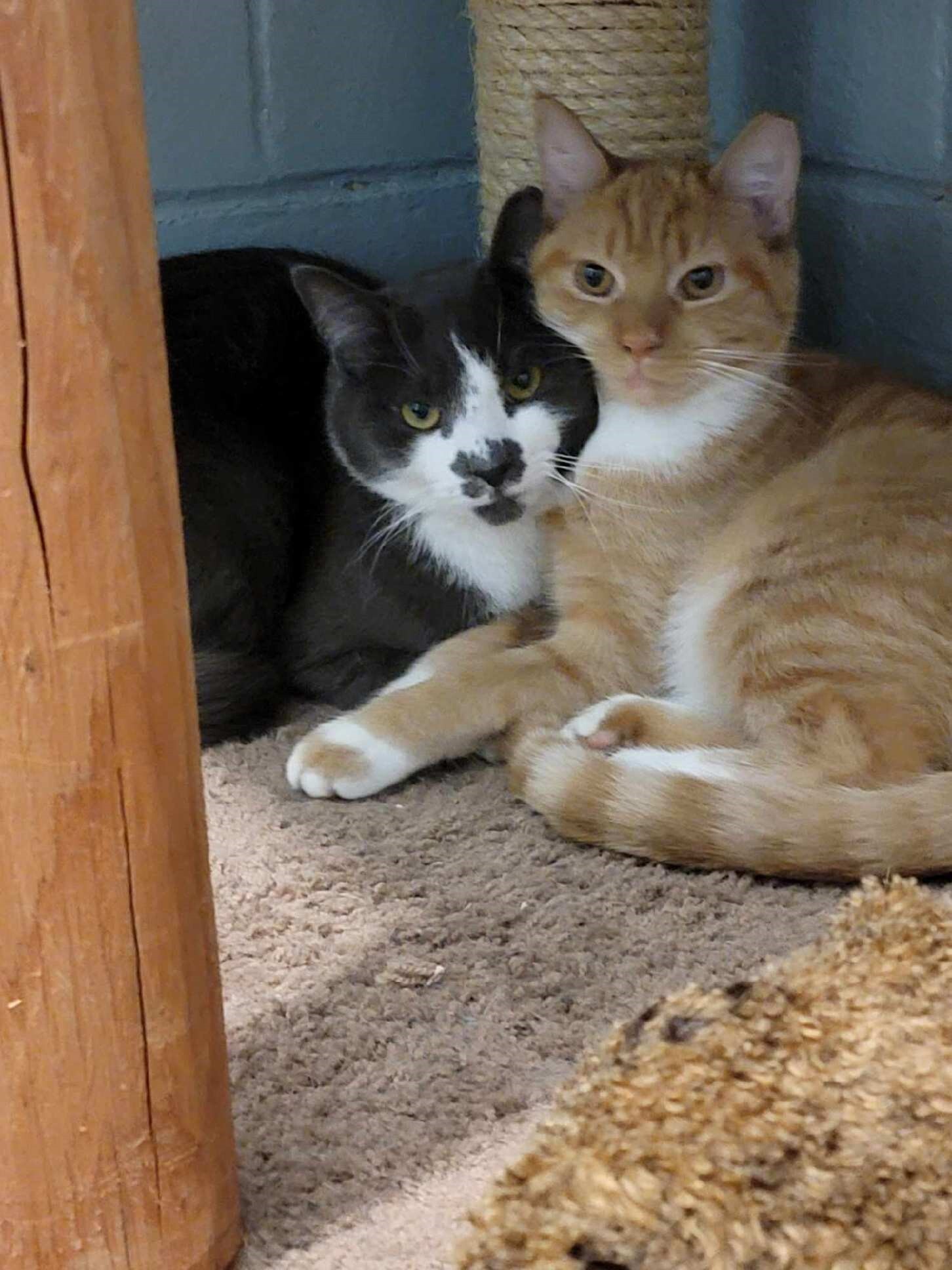 Pretzel — thumbnail 3