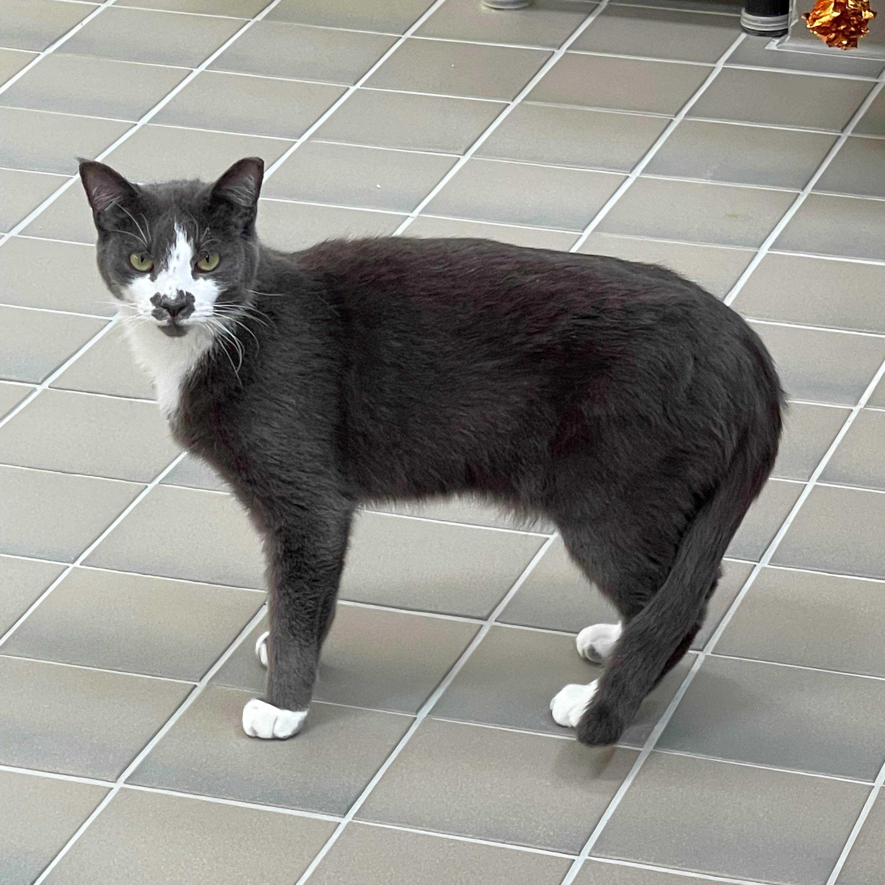 Pretzel, Adoptable, Young Male Domestic Short Hair.