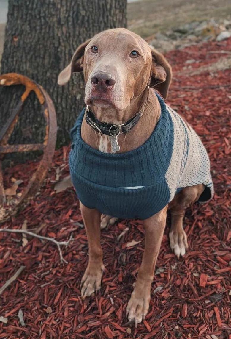 Enlarge Cooper, a ADOPTABLE mixed breed in Springfield, MO image 4/4