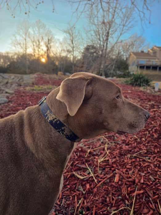 Enlarge Cooper, a ADOPTABLE mixed breed in Springfield, MO image 4/5
