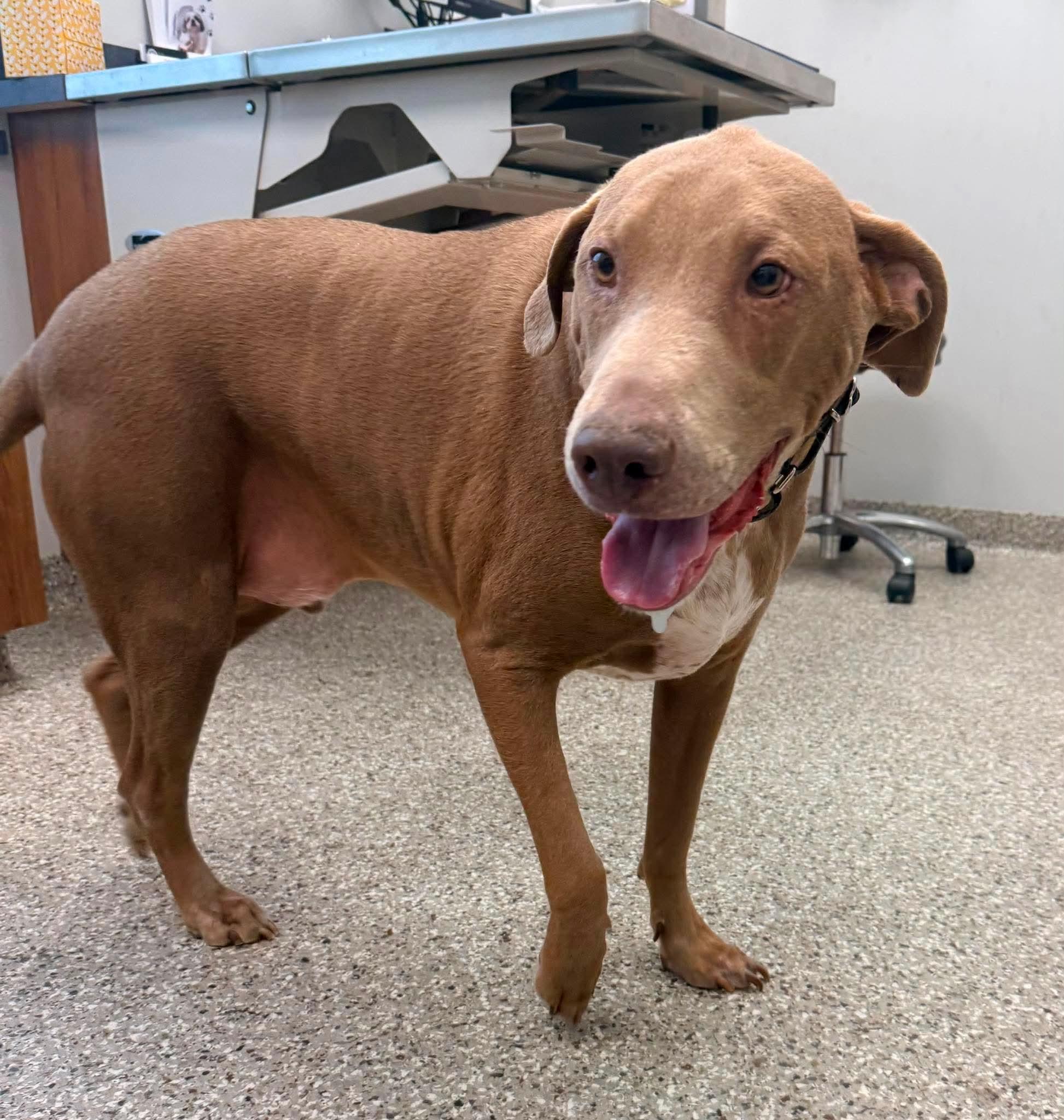 Cooper, a ADOPTABLE mixed breed in Springfield, MO image 3/3